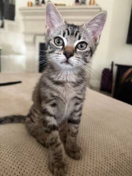 Rescue Domestic Short Hair Cats for Adoption in Magnolia, Texas - Elsa | PetCurious