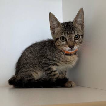 Shenzi (ORG) -  Domestic Short Hair Cat for Adoption in League City, Texas - Shenzi (ORG) | PetCurious