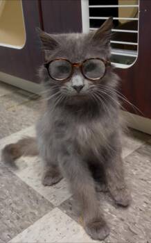 ANDY "Sir Andrew -  Domestic Long Hair Cat for Adoption in Chillicothe, Ohio - ANDY "Sir Andrew | PetCurious