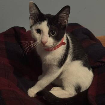 Buck -  Domestic Short Hair Cat for Adoption in Minneapolis, Minnesota - Buck | PetCurious