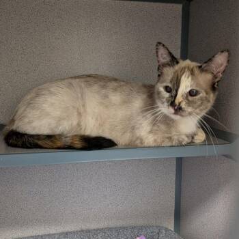 Tipsy -  Domestic Short Hair Cat for Adoption in Greenville, Pennsylvania - Tipsy | PetCurious