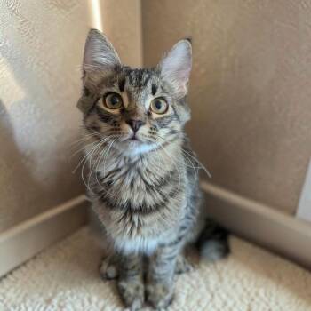Chive -  Domestic Medium Hair Cat for Adoption in Fort Worth, Texas - Chive | PetCurious
