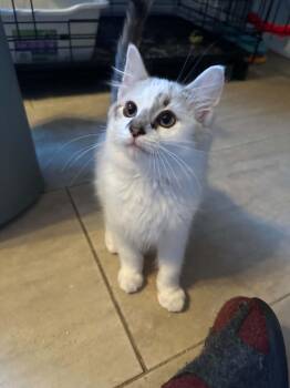 Lynx -  Domestic Medium Hair and Ragdoll Cat for Adoption in Tehachapi, California - Lynx | PetCurious