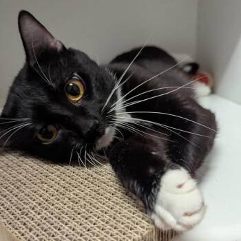 Sylvester -  Domestic Short Hair Cat for Adoption in New York, New York - Sylvester | PetCurious