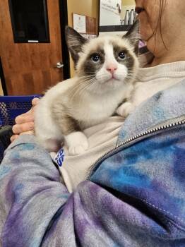 Rescue Siamese and Domestic Short Hair Cats for Adoption in Powder Springs, Georgia - Virginia Woolf | PetCurious