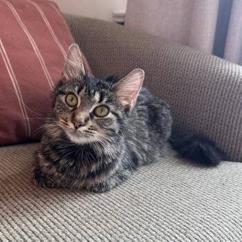 Domestic Short Hair Cats Available for Adoption in Evanston, Illinois - Froyo | PetCurious