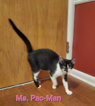 Ms. Pac-Man -  Domestic Short Hair Cat for Adoption in Cincinnati, Ohio - Ms. Pac-Man | PetCurious
