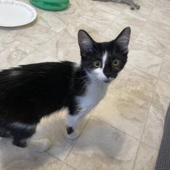 Spaghetti -  Domestic Short Hair Cat for Adoption in Las Vegas, Nevada - Spaghetti | PetCurious