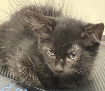 Rescue Domestic Medium Hair Cats for Adoption in Napa, California - Suzy | PetCurious