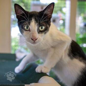 Domestic Short Hair Cats Available for Adoption in Honolulu, Hawaii - Tiki | PetCurious