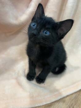 Spike -  Domestic Short Hair Cat for Adoption in Mcpherson, Kansas - Spike | PetCurious