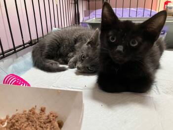 Batman & Robin -  Bombay and Russian Blue Cat for Adoption in Newark, New Jersey - Batman & Robin | PetCurious