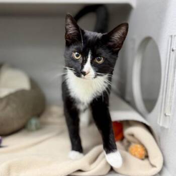 Oliver -  Domestic Short Hair Cat for Adoption in Atlanta, Georgia - Oliver | PetCurious