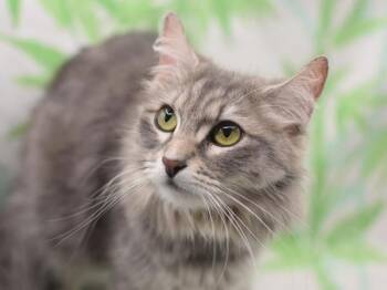 Domestic Medium Hair Cats Available for Adoption in Portland, Oregon - St. Patricia | PetCurious