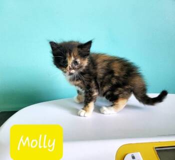 Rescue Domestic Long Hair and Calico Cats for Adoption in Lemont, Illinois - Molly | PetCurious