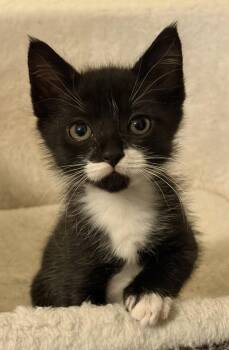 Marshall -  Domestic Short Hair Cat for Adoption in Blanchard, Oklahoma - Marshall | PetCurious