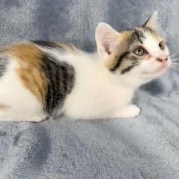 Yvette -  Domestic Short Hair Cat for Adoption in Minneapolis, Minnesota - Yvette | PetCurious
