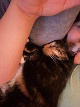 Domestic Short Hair Cats Available for Adoption - Soju | PetCurious