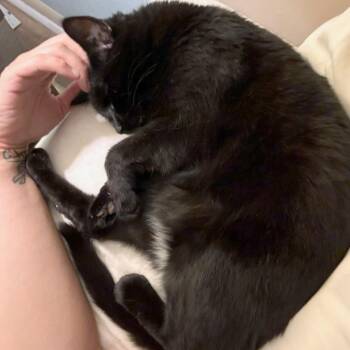 Domestic Short Hair Cats Available for Adoption in Woodinville, Washington - Mowgli | PetCurious