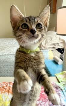 Rescue Domestic Short Hair Cats for Adoption in Tillamook, Oregon - Rigger | PetCurious