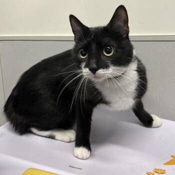 Juna (Luna) -  Domestic Short Hair Cat for Adoption in Clearwater, Florida - Juna (Luna) | PetCurious