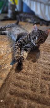 Baldur -  Tabby Cat for Adoption - Baldur | PetCurious