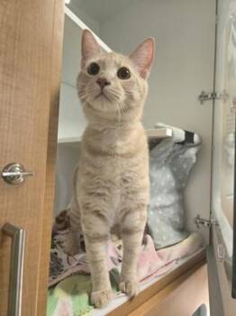 Domestic Short Hair Cats Available for Adoption in Savannah, Georgia - Lulu | PetCurious