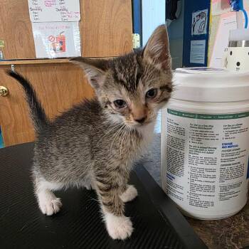 Domestic Short Hair Cats Available for Adoption in Eureka Springs, Arkansas - Smackerel | PetCurious