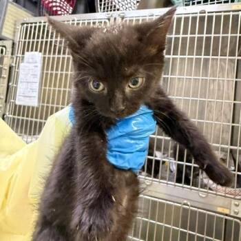 Buttercup -  Domestic Short Hair Cat for Adoption in Cumming, Georgia - Buttercup | PetCurious
