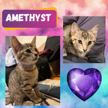 Rescue Domestic Short Hair Cats for Adoption in Port Chester, New York - The Purring Gemstones : Amethyst, Jasper, And  Colbalt | PetCurious