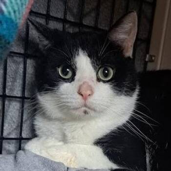 Domestic Short Hair Cats Available for Adoption in Chicago, Illinois - Tarnation | PetCurious