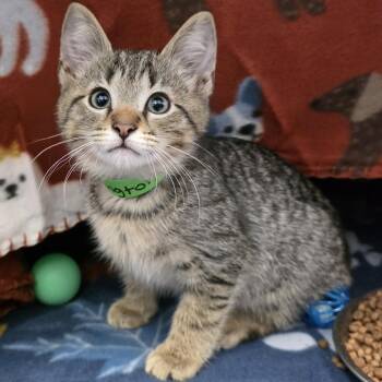 Sharkington -  Domestic Short Hair Cat for Adoption in Fort Wayne, Indiana - Sharkington | PetCurious