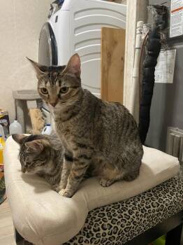 Rescue Domestic Short Hair Cats for Adoption in Carrollton, Texas - Poppy | PetCurious