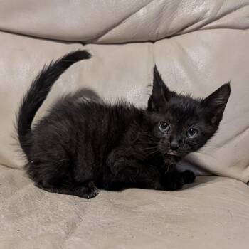 Jett (green ribbon) -  Domestic Short Hair Cat for Adoption in Portage, Michigan - Jett (green Ribbon) | PetCurious