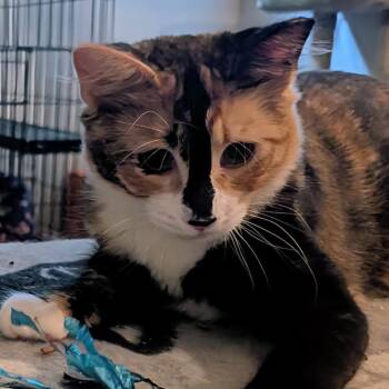 Ethel -  Domestic Short Hair Cat for Adoption in Long Beach, California - Ethel | PetCurious