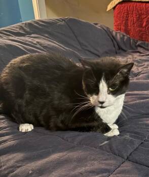 Domestic Short Hair Cats Available for Adoption - Tuxedo OS 0216 | PetCurious
