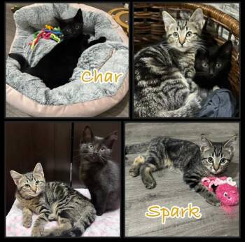 Char & Spark -  Domestic Short Hair Cat for Adoption in Shawnigan Lake, British Columbia - Char & Spark | PetCurious