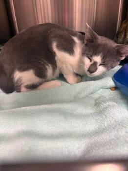 gonzo -  Domestic Short Hair Cat for Adoption in Burgaw, North Carolina - Gonzo | PetCurious