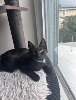 Dew Drop -  Domestic Short Hair Cat for Adoption in Milltown, New Jersey - Dew Drop | PetCurious