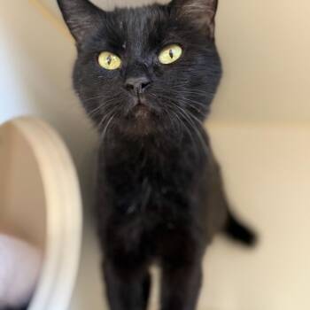 Domestic Short Hair Cats Available for Adoption in Naperville, Illinois - Velvet | PetCurious