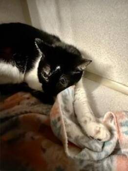 Rescue Domestic Short Hair Cats for Adoption in Winter Haven, Florida - Blanche | PetCurious