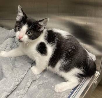 Moofasa -  Domestic Short Hair Cat for Adoption in Westland, Michigan - Moofasa | PetCurious