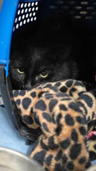 Rescue Domestic Short Hair Cats for Adoption in Virginia, Minnesota - Streetcar | PetCurious