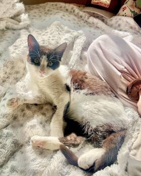 Domestic Short Hair Cats Available for Adoption in Lincoln, California - Billy The Kitten | PetCurious