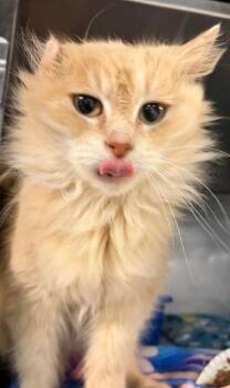 Butterscotch -  Domestic Medium Hair Cat for Adoption in Huntington, Indiana - Butterscotch | PetCurious