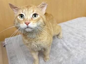 Domestic Short Hair Cats Available for Adoption in Brentwood, Missouri - CHEDDAR | PetCurious