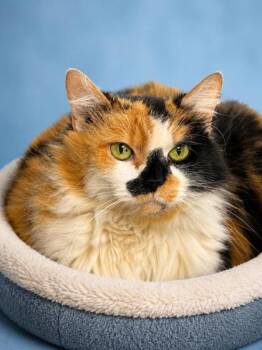 Domestic Medium Hair and Domestic Short Hair Cats Available for Adoption in Bowling Green, Kentucky - Keeter | PetCurious