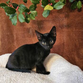 Rescue Domestic Short Hair Cats for Adoption in Evansville, Indiana - Sirius Black | PetCurious