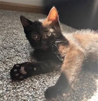 IRELAND -  Domestic Short Hair Cat for Adoption in Ames, Iowa - IRELAND | PetCurious