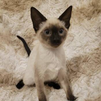 Duchess -  Siamese Cat for Adoption in Bentonville, Arkansas - Duchess | PetCurious